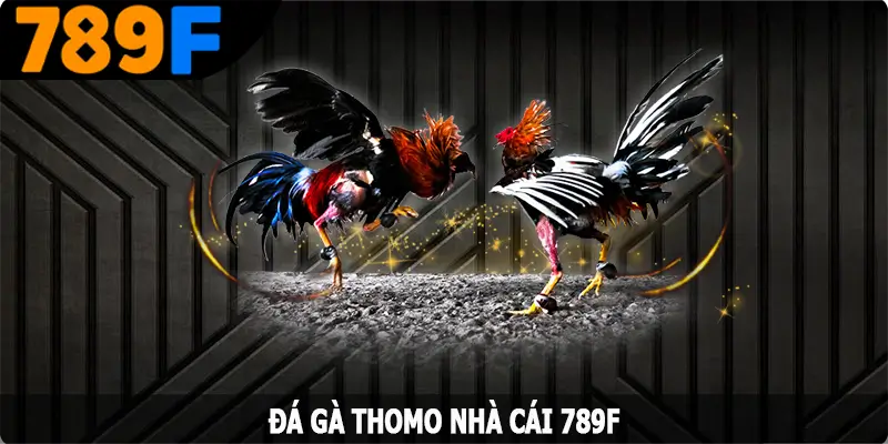 Đá Gà Thomo - Nơi Hội Tụ Các Trận Đấu Với Chiến Kê Hàng Đầu